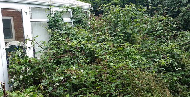 Garden Clearance (Bramble Removal)