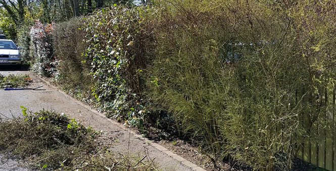 Hedge Trimming